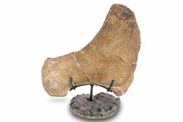 Plesiosaur Ischium Bone on Ammonite Stand - Asfla, Morocco #277035